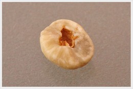 未成熟豆