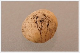 カビ豆