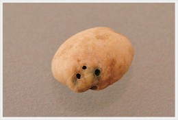 虫食い豆