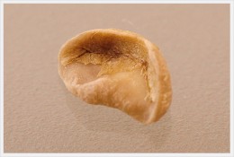 貝殻豆