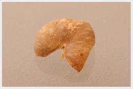 欠生豆