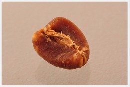 発酵豆
