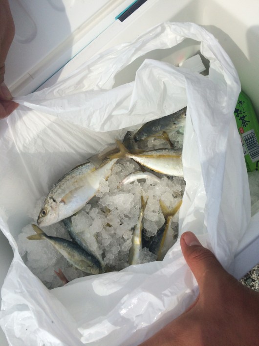 釣果