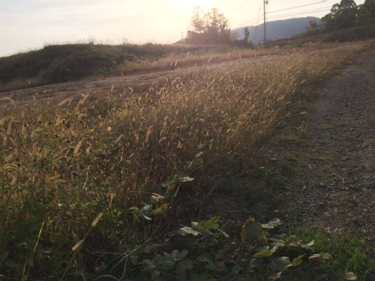 綾川自転車道脇道