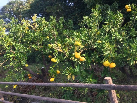 みかん畑を横見見ながら帰宅