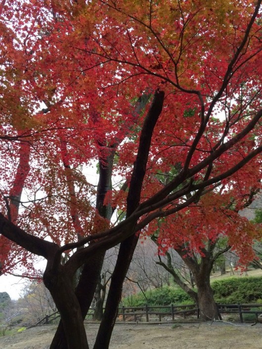 期せずして紅葉狩り