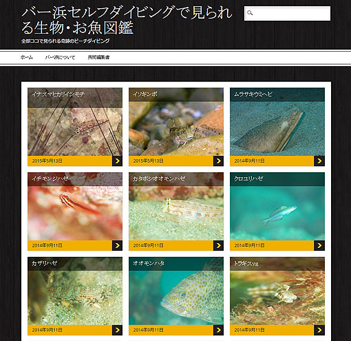 バー浜セルフダイビングで見られる生物・お魚図鑑