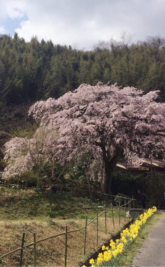 しだれ桜