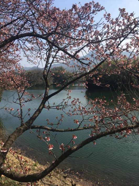 福成寺の寒桜