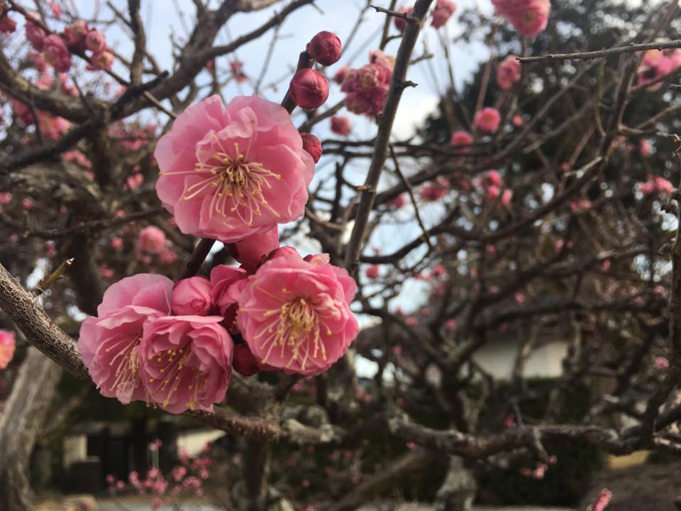境内の梅