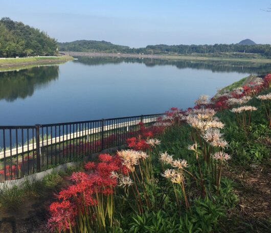 宝山湖の彼岸花