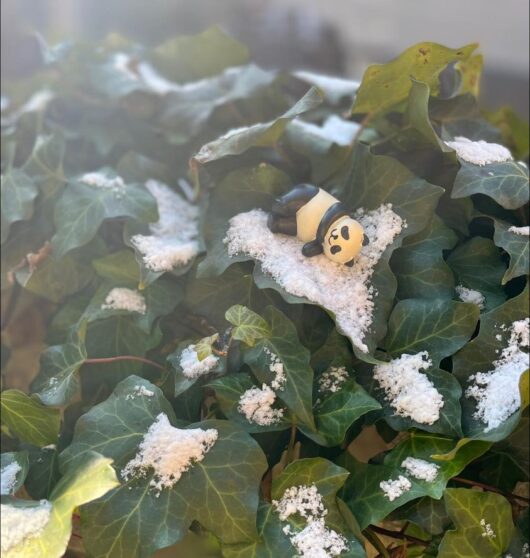 雪の朝